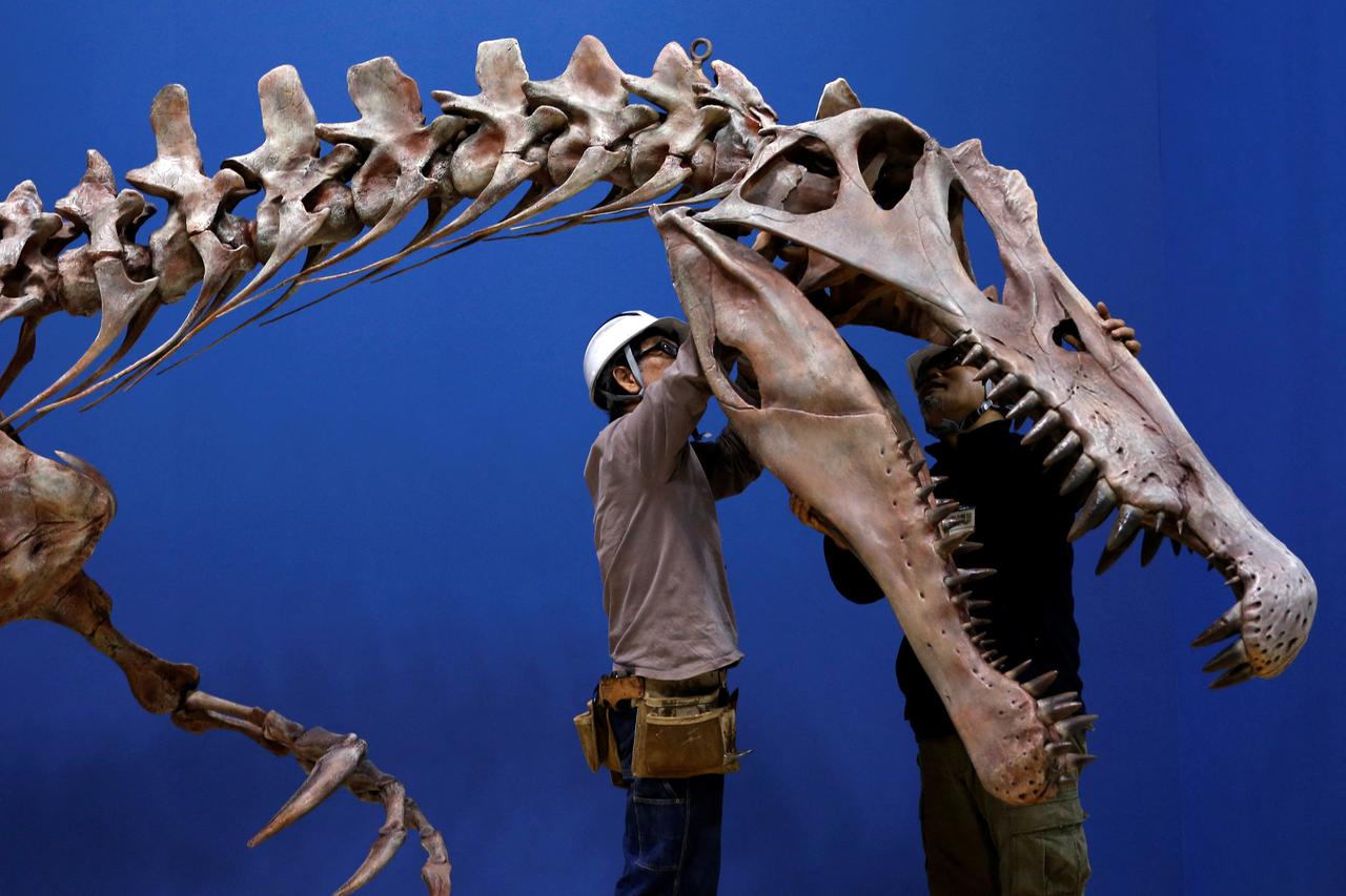 FILE PHOTO: Workers adjust a Spinosaurus's skeleton replica during a preparation and media preview for the Dinosaur EXPO at the National Museum of Nature and Science in Tokyo