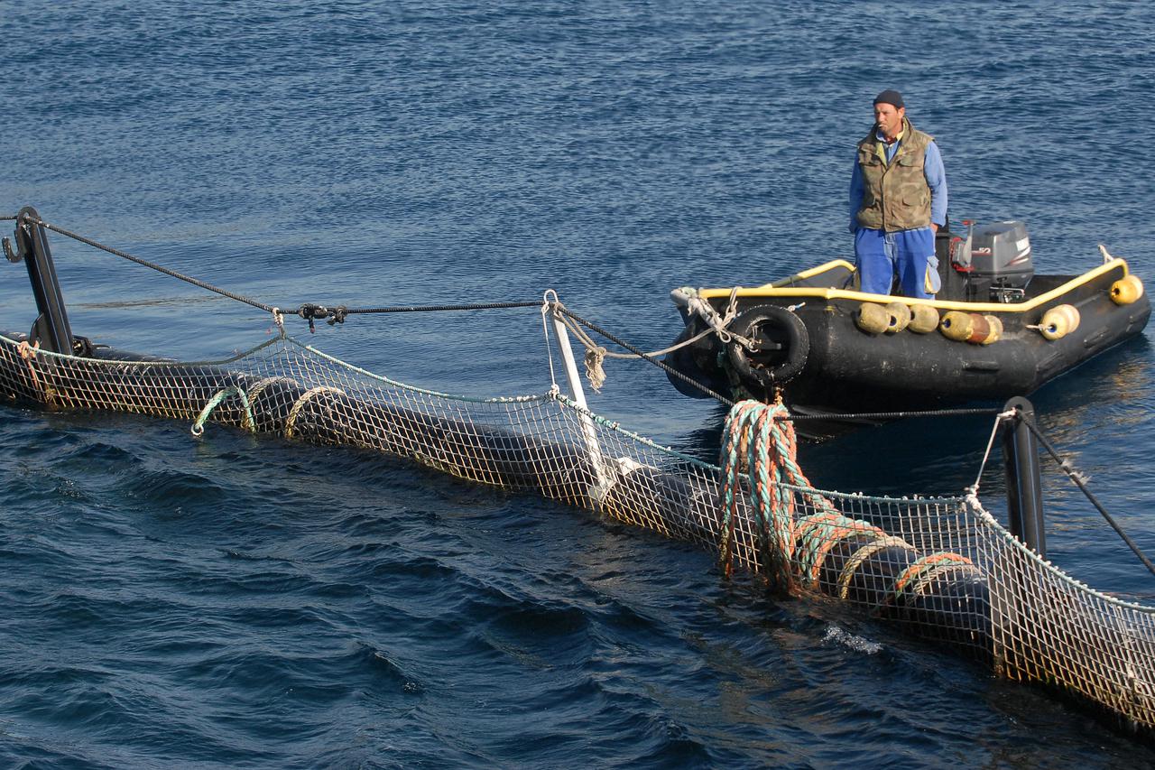 26.03.2012., otok Ugljan - Tunogojiliste na zapadnoj strani otoka Ugljana, kavezi za uzgoj tune u vlasnistvu firme 