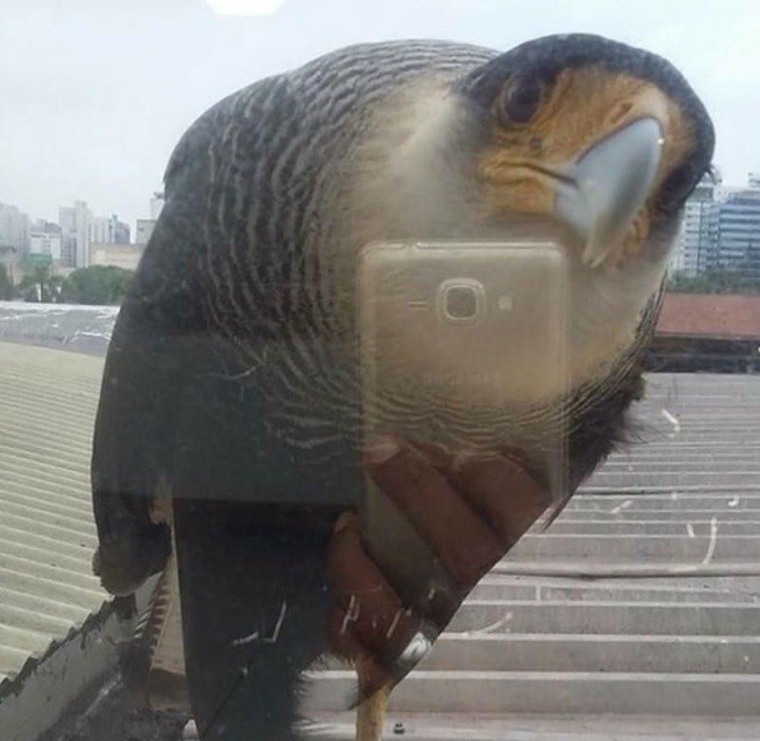 Zbog odraza muškarca koji fotografira pticu u staklu, izgleda kao da ona radi selfie.