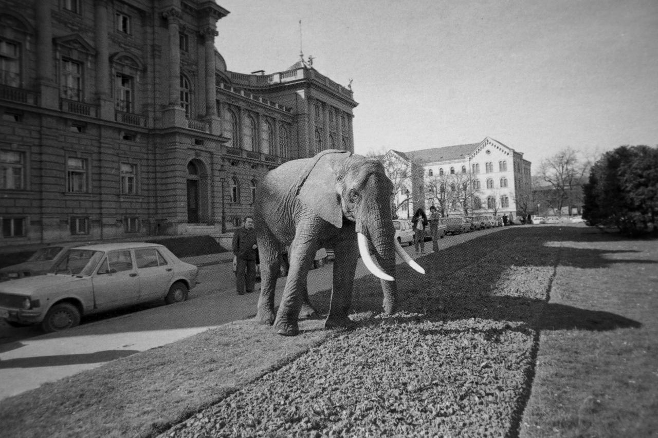 Slon kod HNK 1978. Djelatnici Zooloskog vrta vode slona gradom radi popularizacije Zoo-a. Snimio Pavao Cajzek