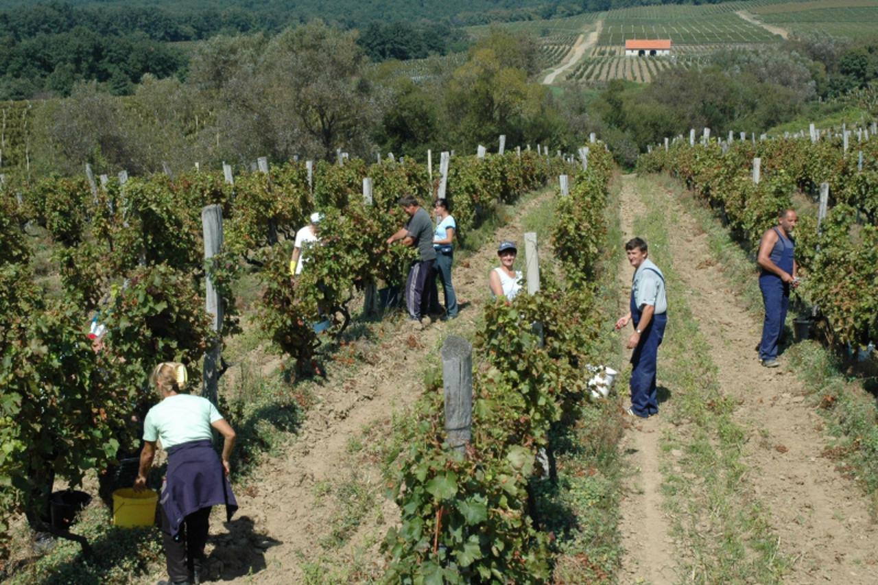 'Kutjevo-24.08.2011. Berba u vinogradima Kutjeva dd Snimio: Dusan Mirkovic/PIXSELL'