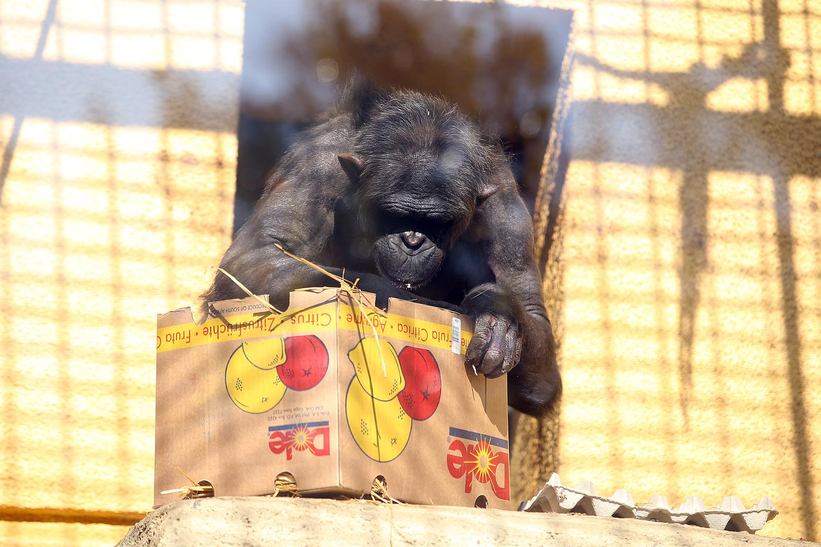 Čimpanza King slavi danas 20. rođendan u zagrebačkom Zoološkom vrtu, a djelatnici su slavljeniku pripremili proslavu iznenađenja i voćnu tortu. 