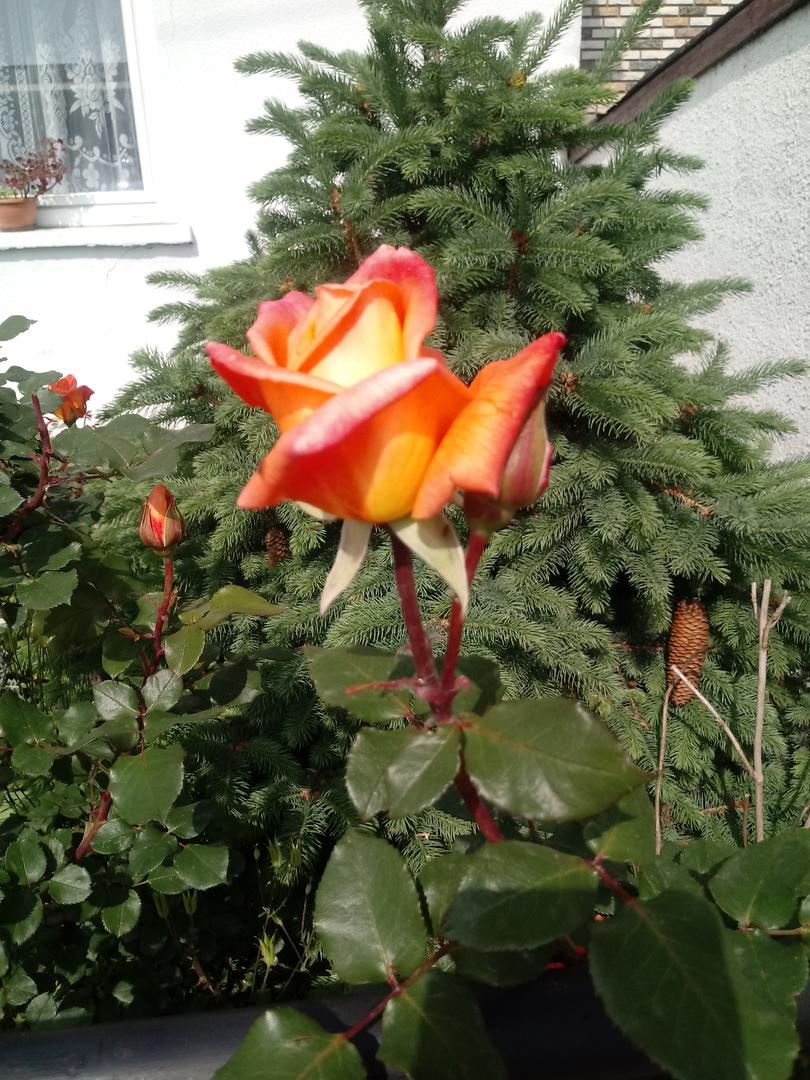 Marka Šarec ima ruže u sedam boja, najljepša je ona “izlazak Sunca”