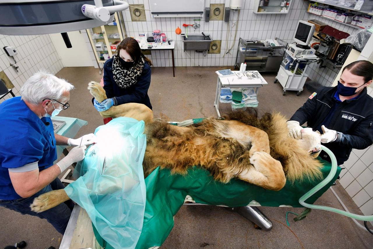 A lion undergoes a vasectomy operation at Burger's Zoo in Arnhem