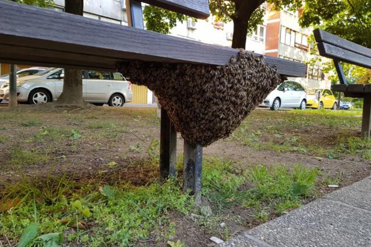 Spašavanje pčela u gradskim sredinama