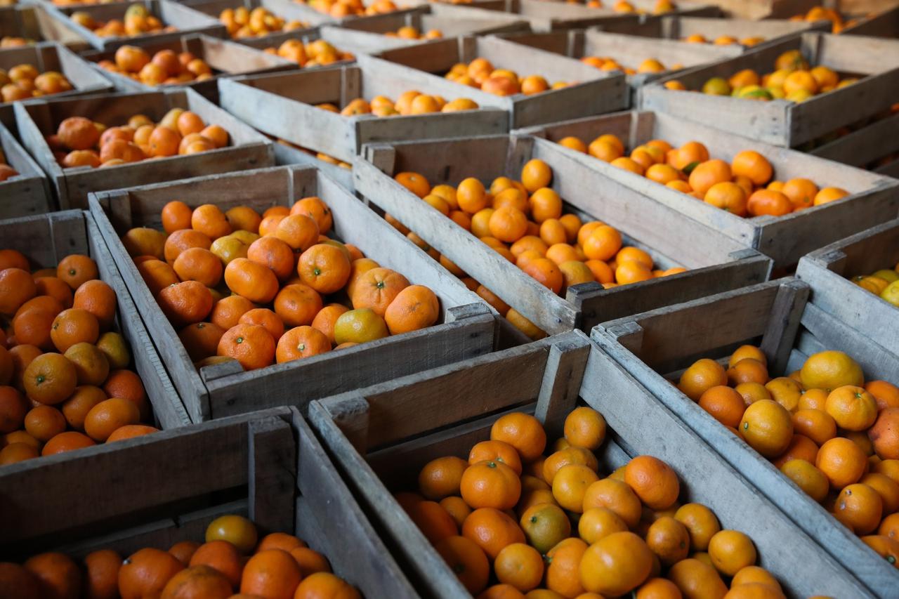Harvesting mandarin oranges in Abkhazia