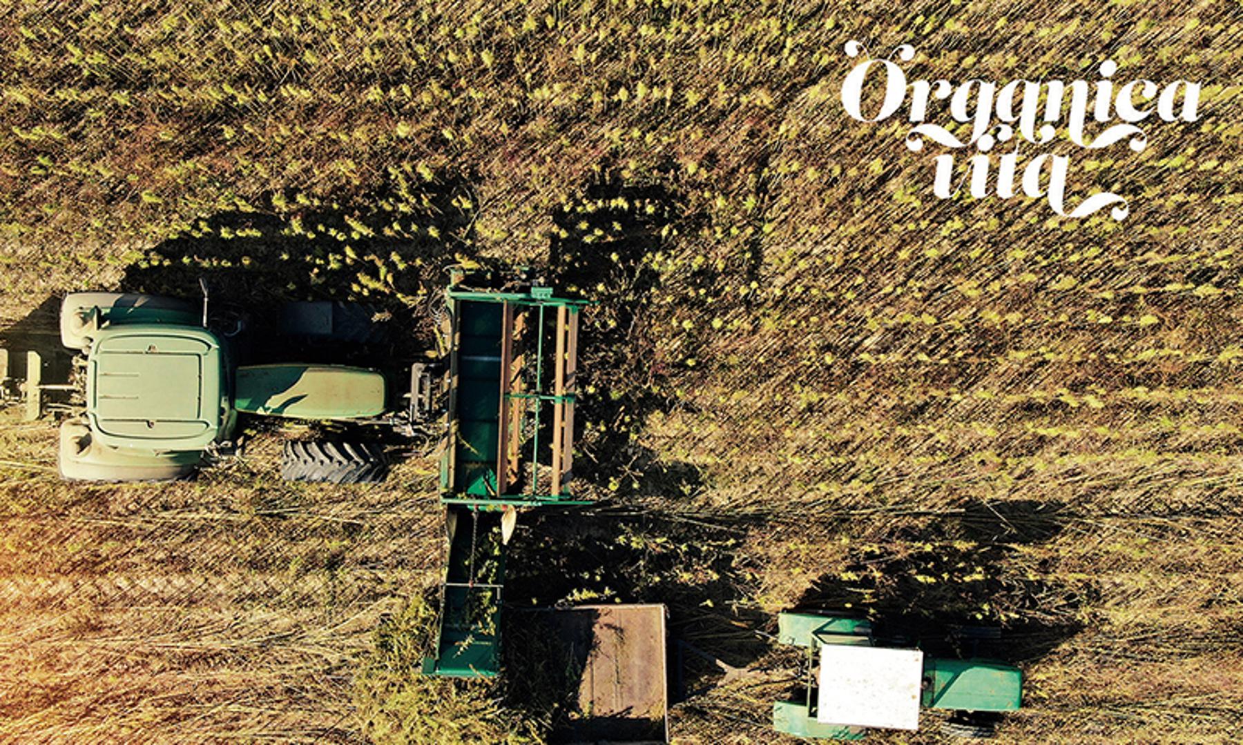 Obrt Organica Vita bavi se ekološkom proizvodnjom ljekovitog bilja i uljarica