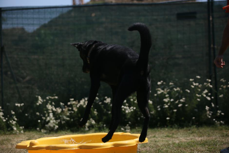 Psi u Dumovcu vruće dane krate igrom i kupanjem u bazenčiću