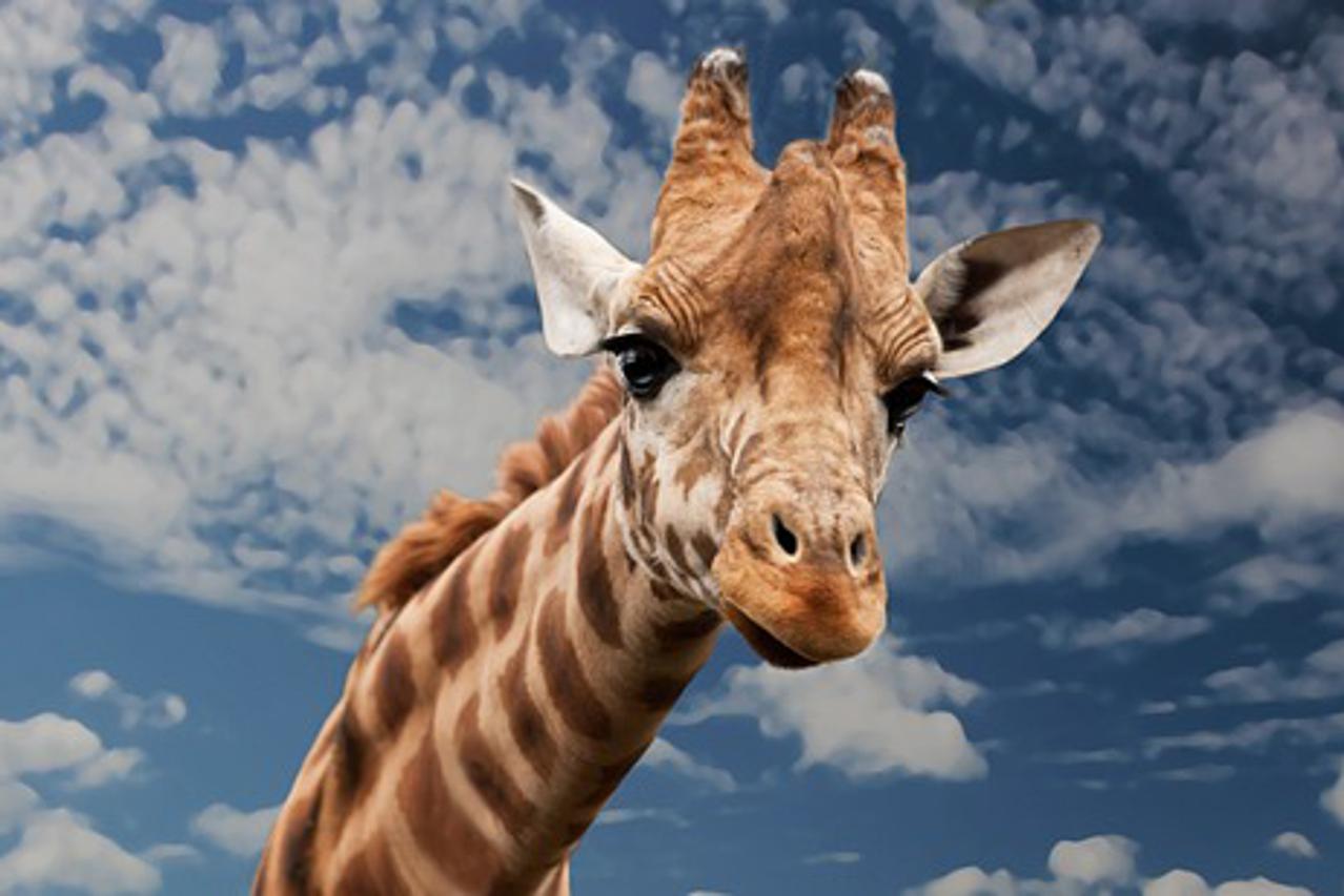 žirafa ilustracija