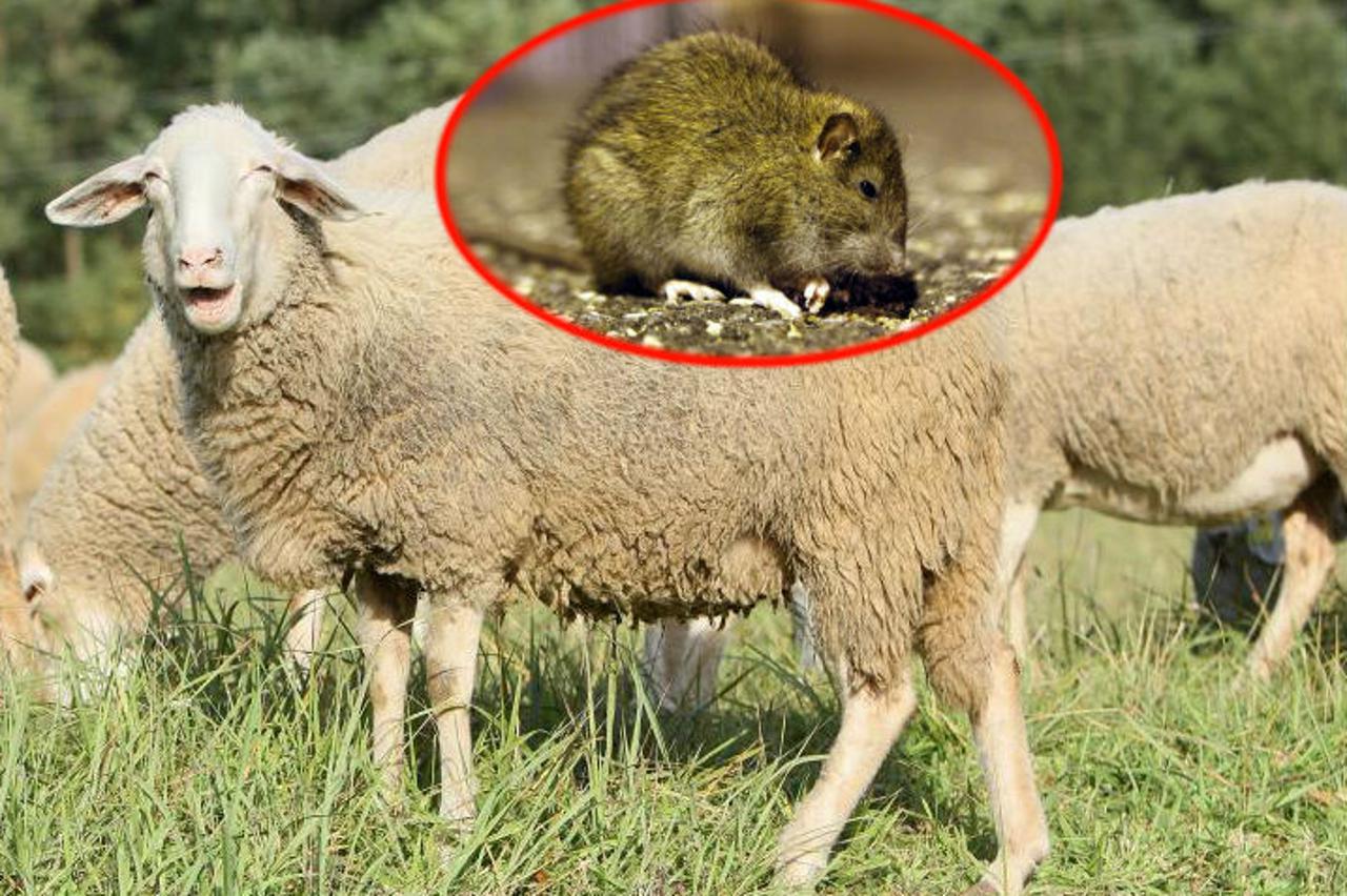 Stručnjaci tvrde da će štakori evoluirati do veličine ovaca
