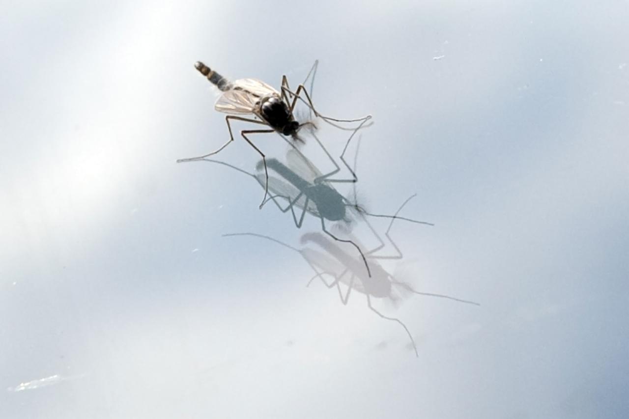 Osijek: Rojevi komaraca ve? sad prijete gra?anima 