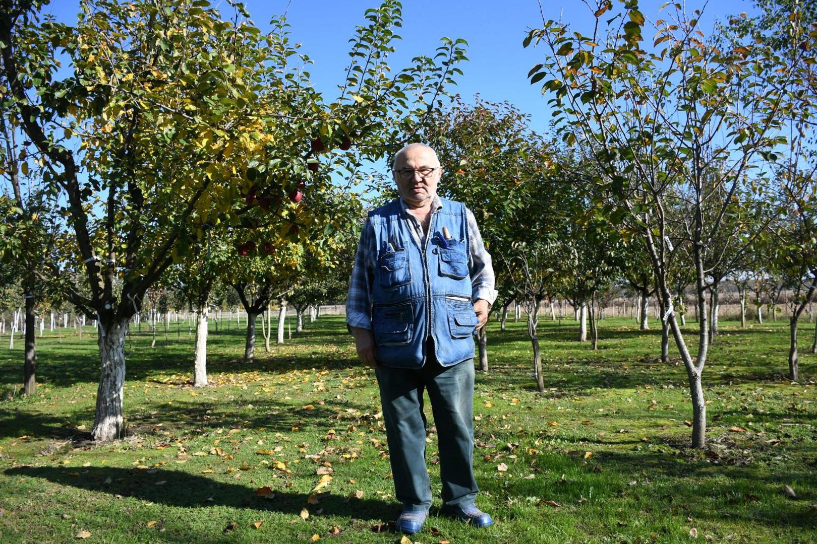 28.10.2020., Cvetkovec - Pavle Kovacic uzgaja i skuplja starinske domace sorte jabuka kojih u svom vocnjaku ima preko 800 vrsta. Najomiljenija jabuka mu je Palci.
Photo:Damir Spehar/PIXSELL