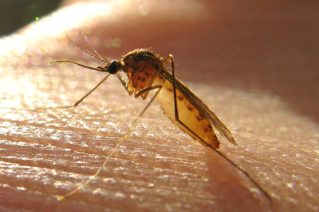 10.10.2012., Zagreb - Komarac je insekt iz porodice Culicidae. Sirom svijeta postoji oko 3.500 vrsta komaraca, uvrstenih u 31 rod. Odrasli komarac se izvaljuje iz lutke na povrsini vode. Odrasle zenke mogu zivjeti do mjesec dana, ali u prirodi ne zive vis