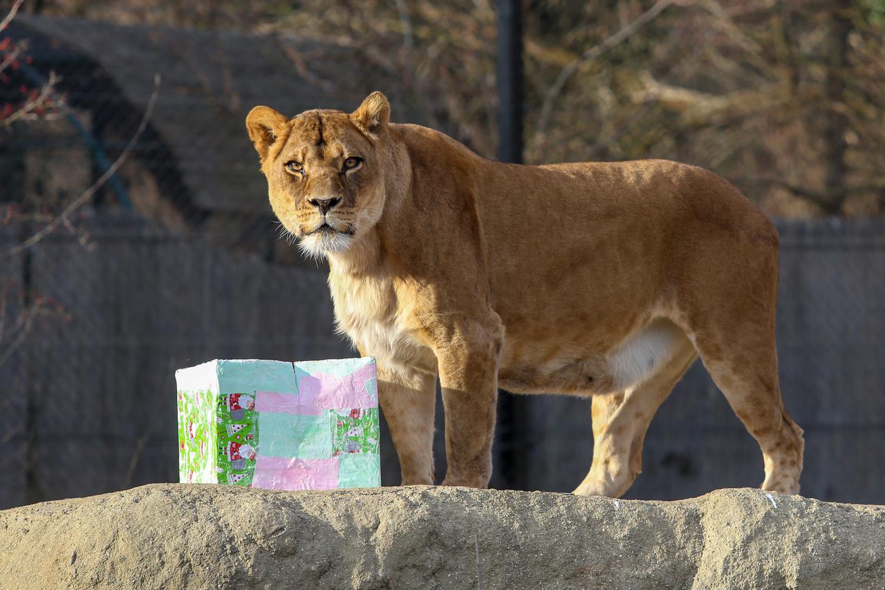 Posjetitelji ZOO-a s edukatorima pripremili božićne darove životinjama