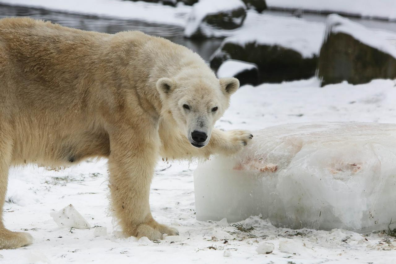 polarni medvjed