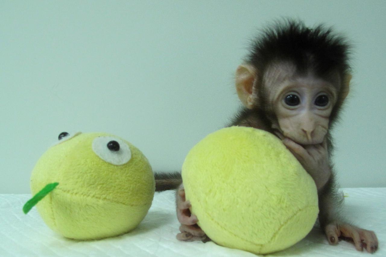 Klonirana majmunčad
