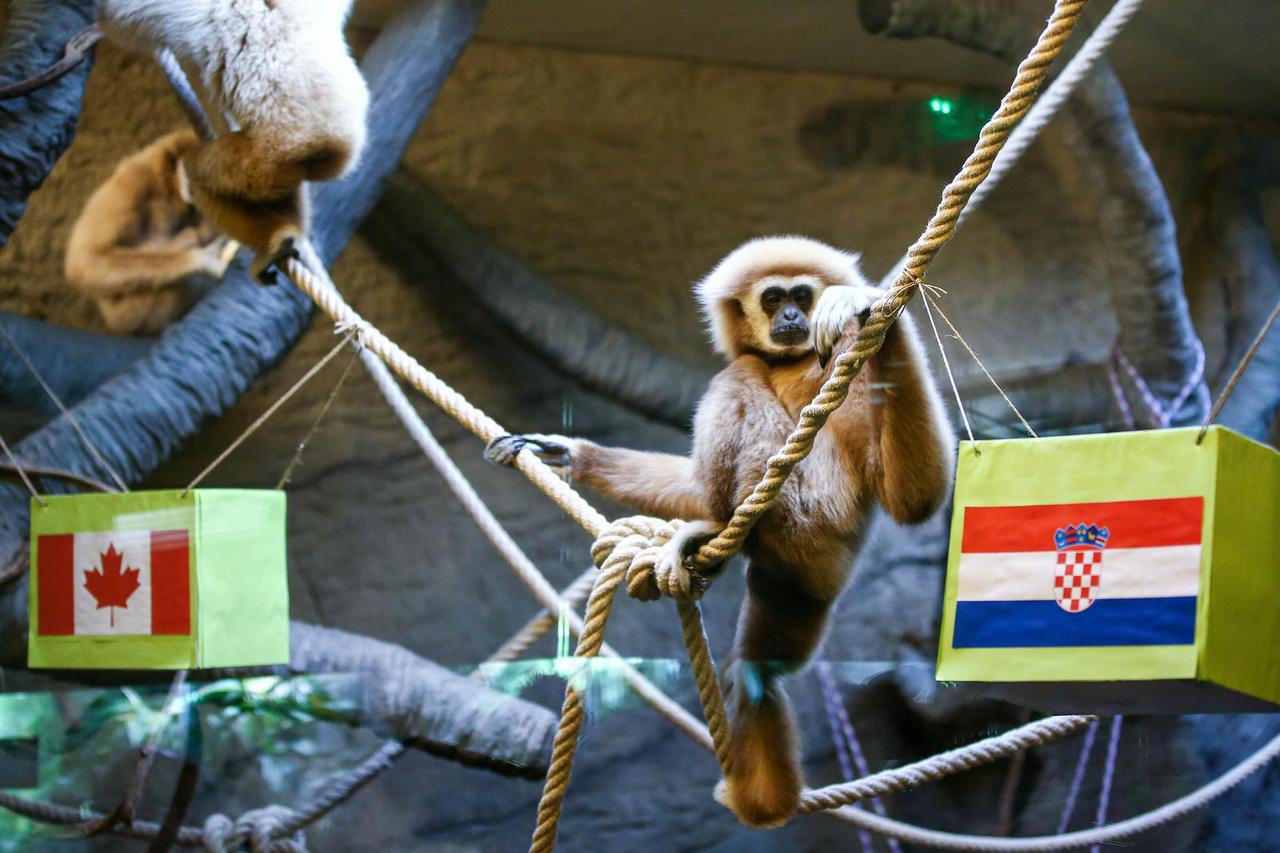 Zagreb: Giboni u zoološkom vrtu neodlučno jeli iz obje kutije Hrvatske i Kanade