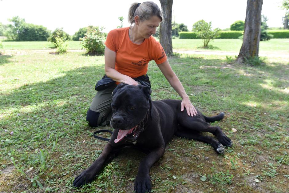 Nakon rehabilitacija psa Otta u Dumovcu, on je spreman za udomljavanje