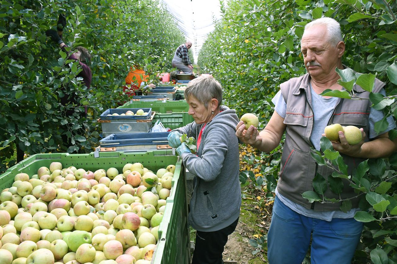 Velika Ludina: Berba jabuka na plantaži u punom je jeku