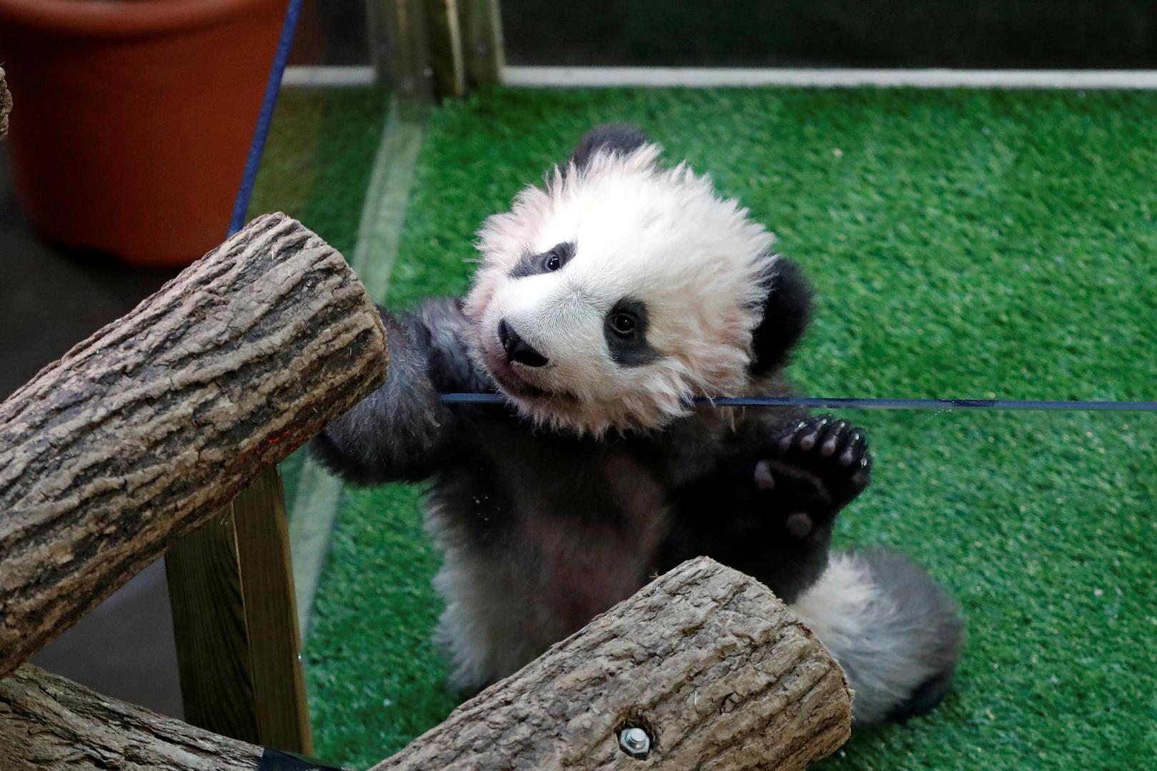 Svjetska javnost budno prati svako njeno pojavljivanje u javnosti, a mnoge je ostavila bez daha neuobičajenom modnom kombinacijom u kojoj se pojavila na svečanoj ceremoniji u zoološkom vrtu Beauval, južno od Pariza gdje je posjetila 4- mjesečnu prvu pandu rođenu u Francuskoj imena Yuan Meng ('Ostvarenje sna').