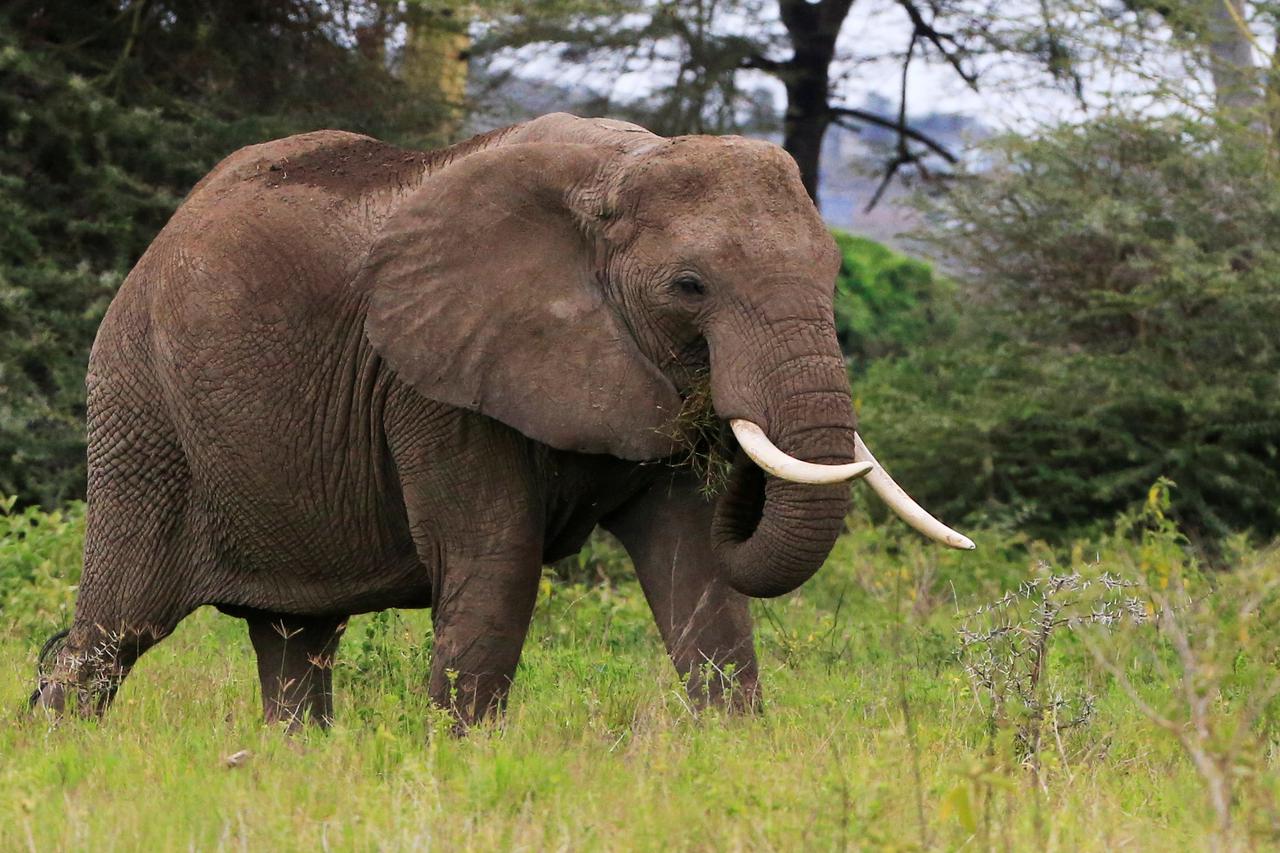 An elephant walks within the Kimana Sanctuary within the Amboseli ecosystem in Kimana