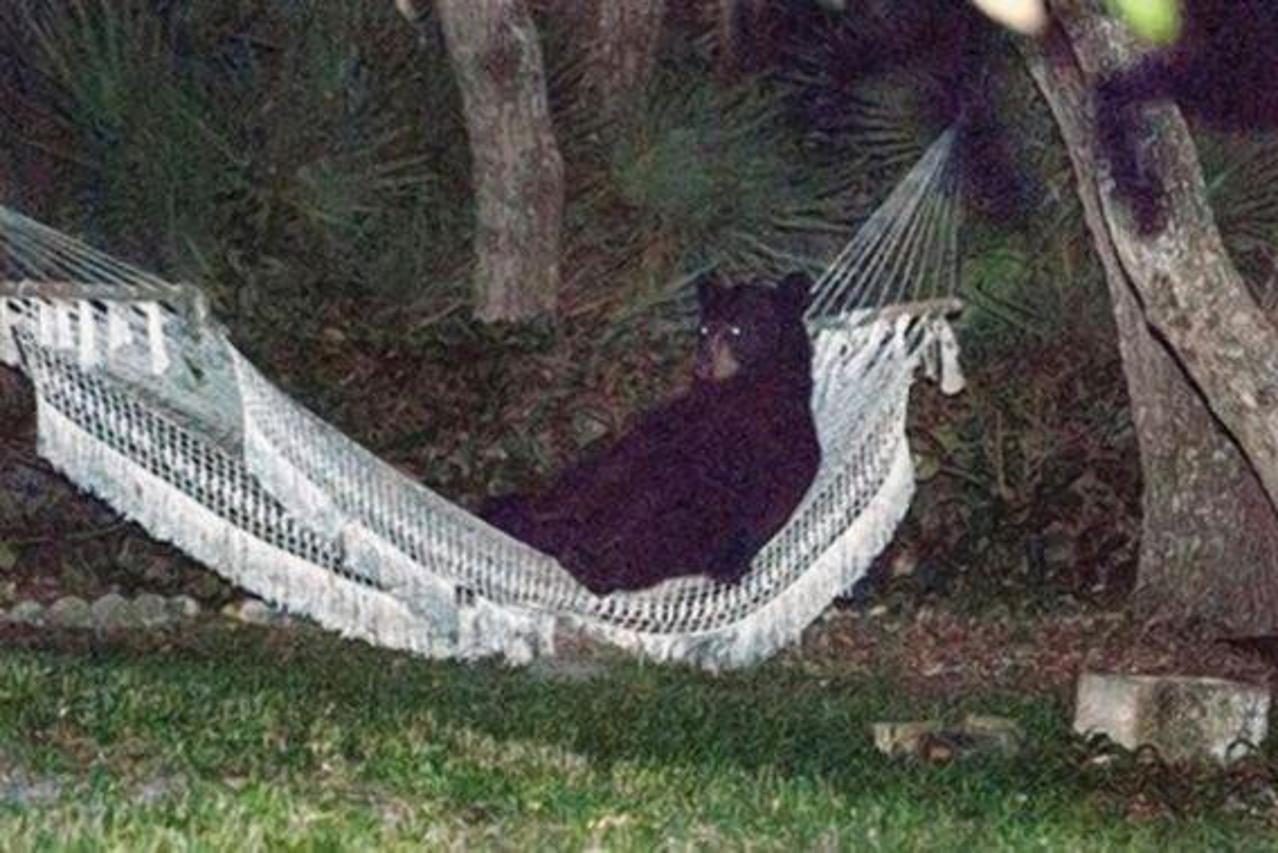 Crni medvjed zavalio se u ležaljci