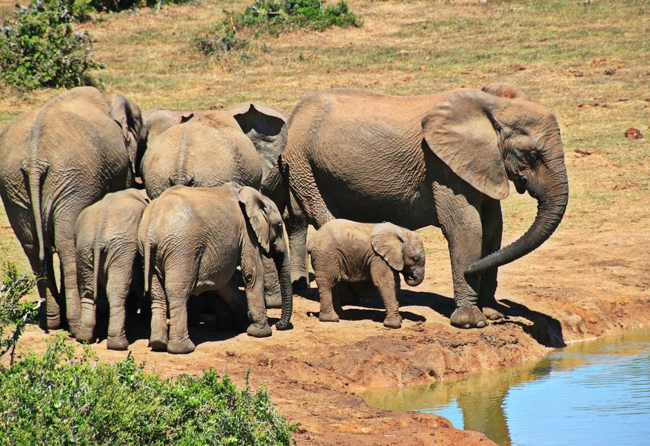 Slonovi u Africi