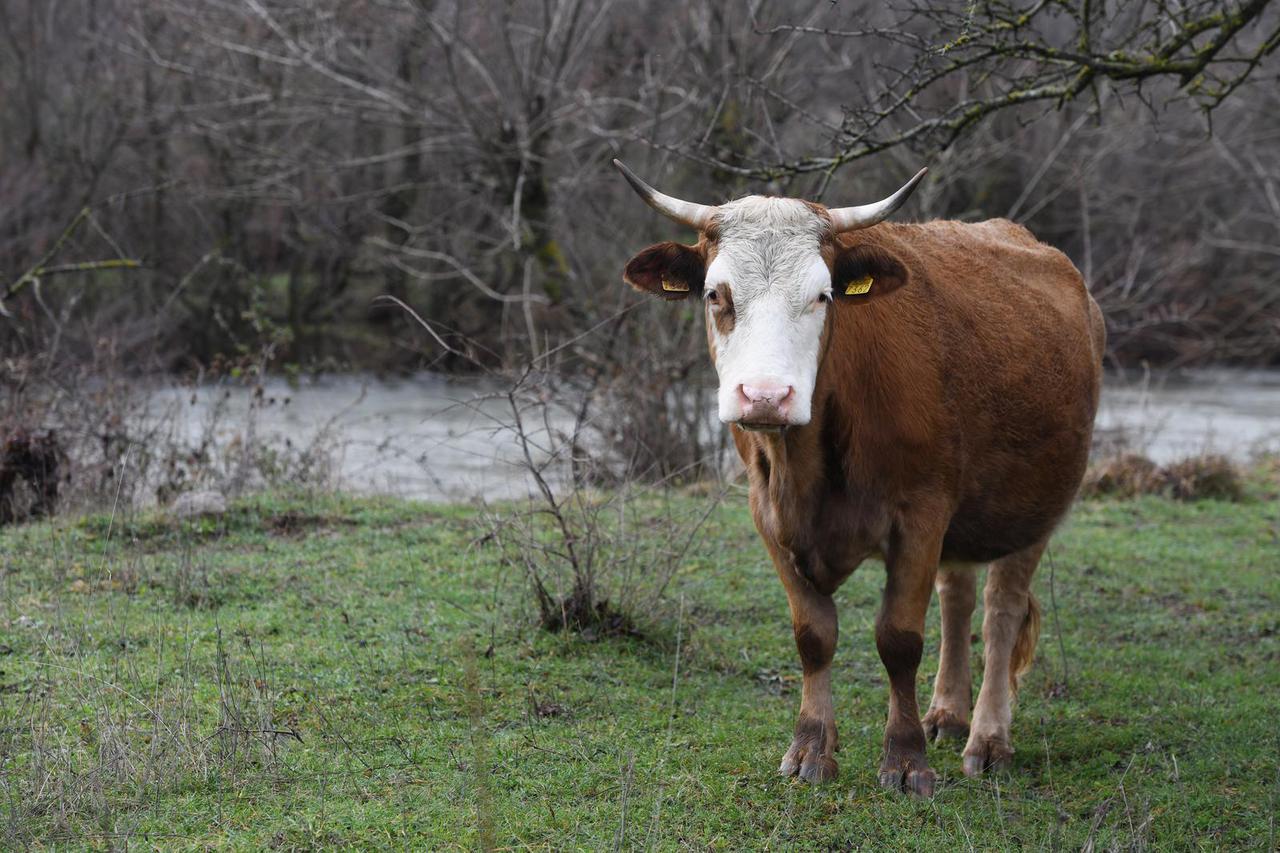 Svakodnevni život krava u općini Ervenik