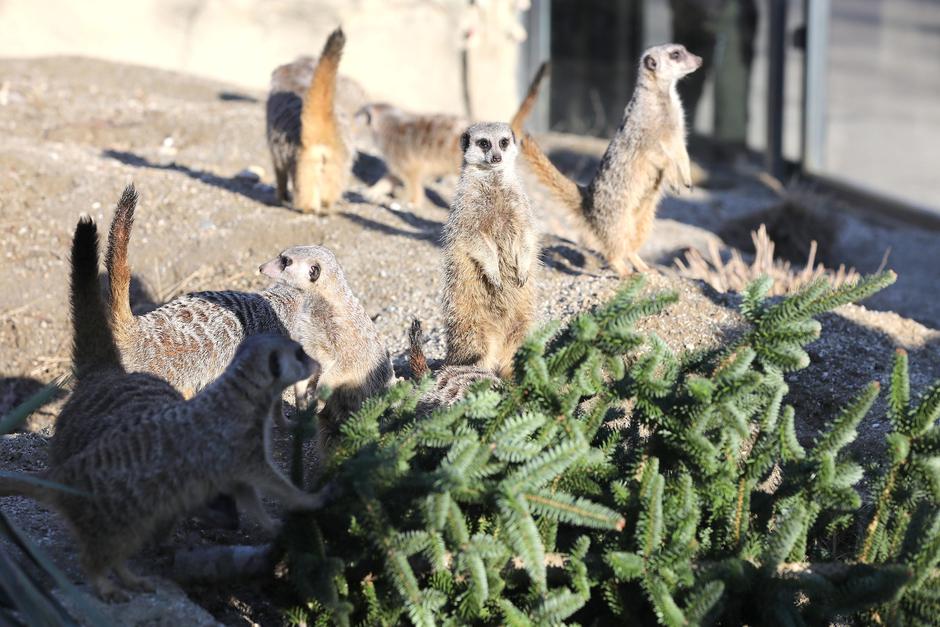 Zagreb: Borovi koji su krasili Zoološki vrt tijekom blagdana darovani su životinjama