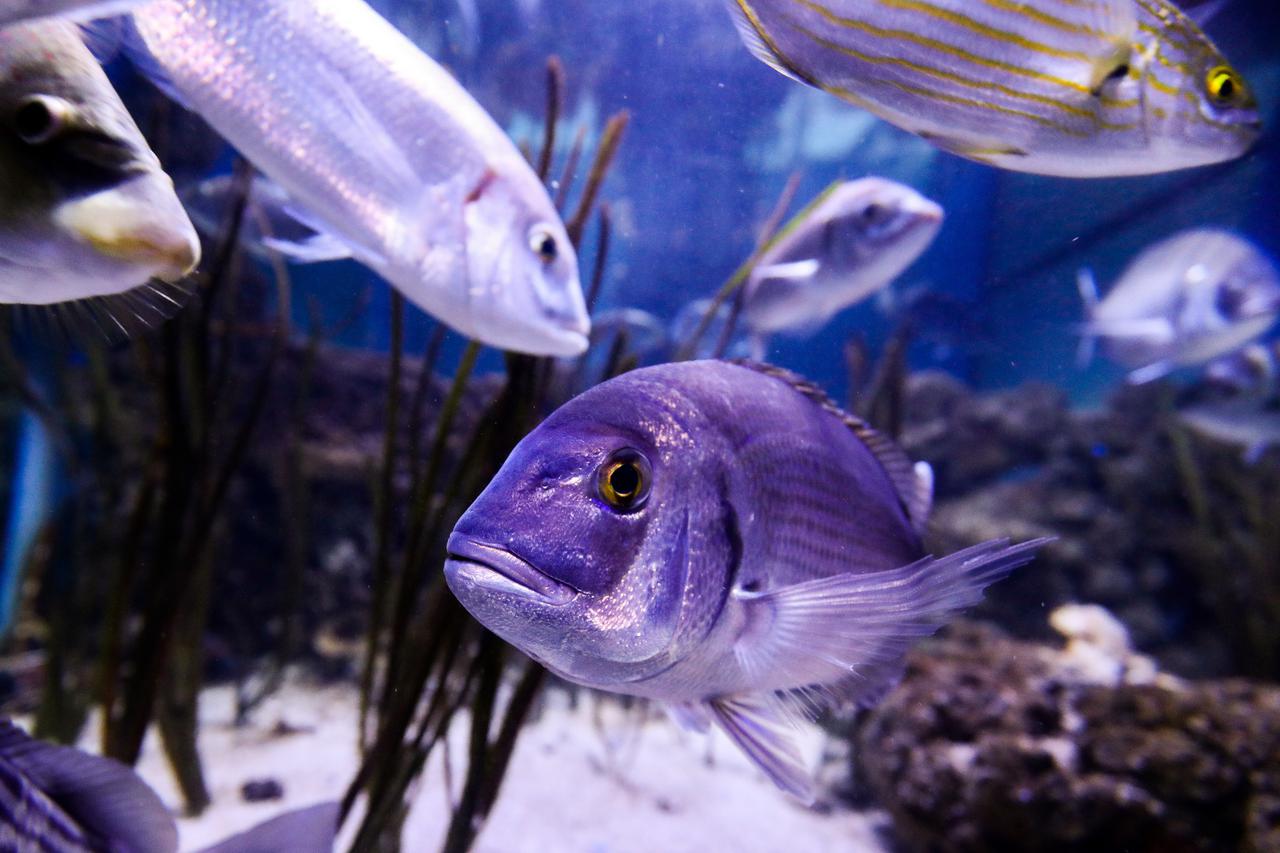 Ribe u Pulskom aquarijumu
