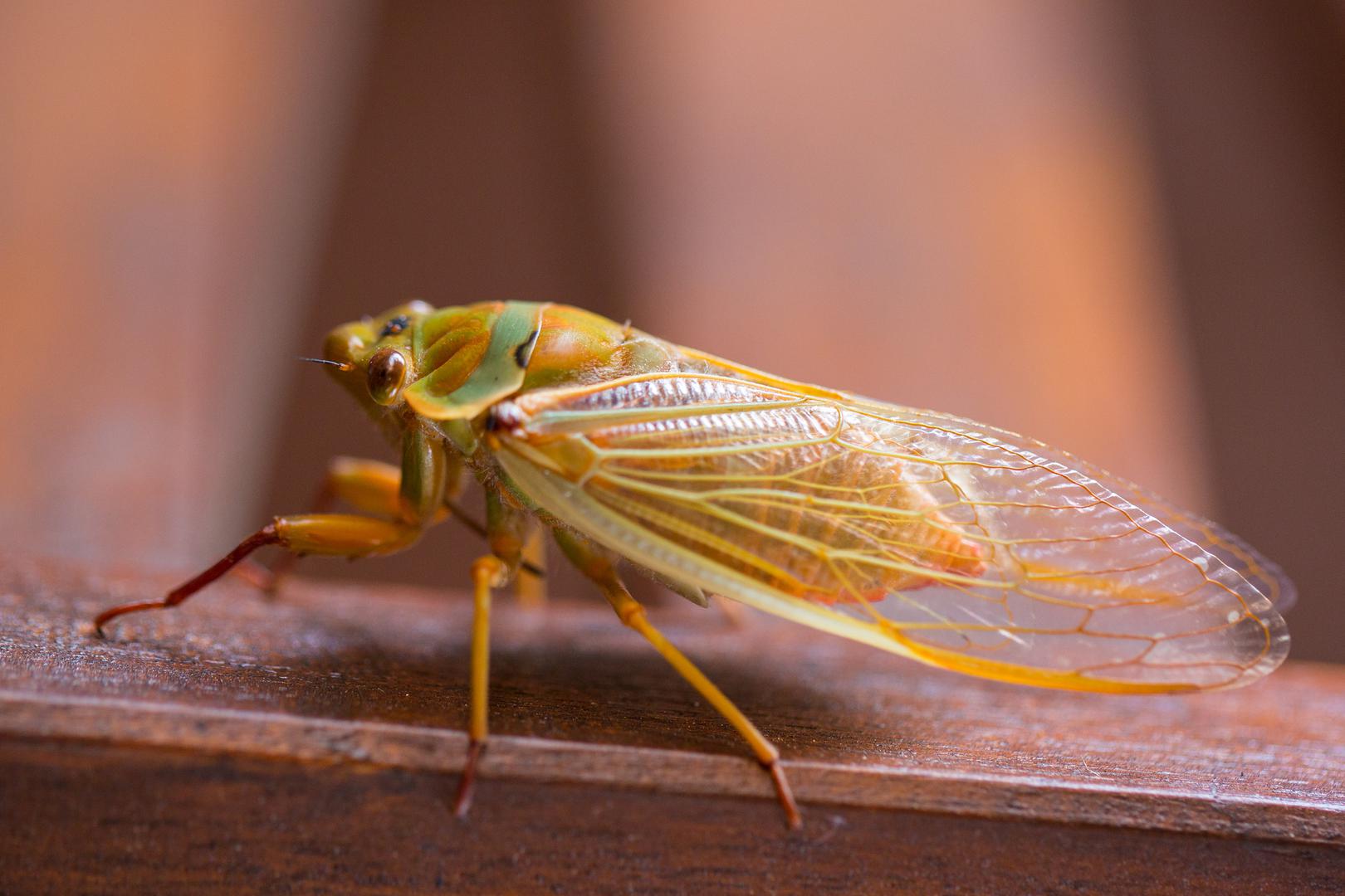Cicadellidae - Porodica kukaca iz reda Hemiptera (polukrilci) živi također u 82 posto domova