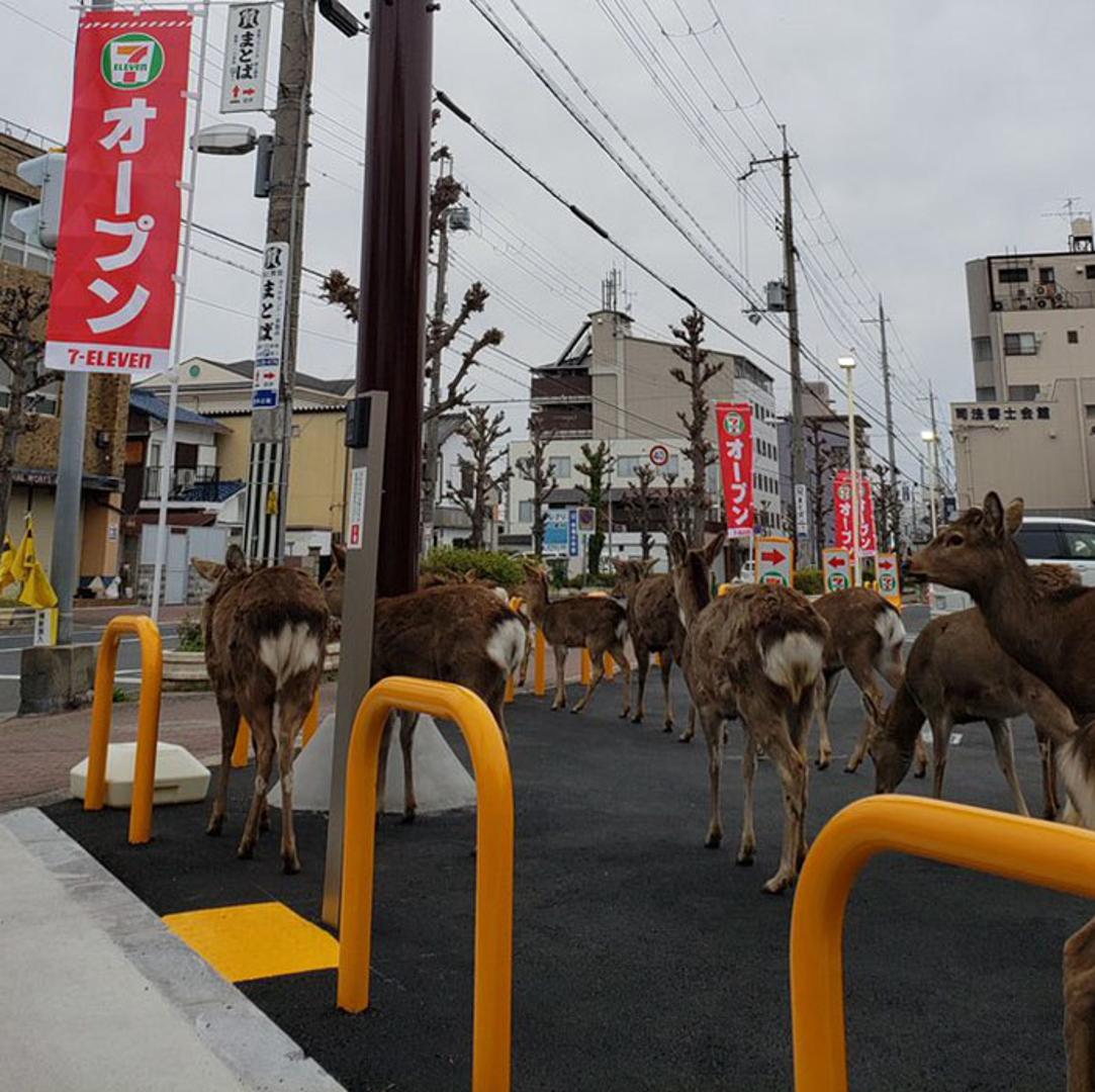 Nakon dijeljenja fotografija na internetu, ljudi su ostali u šoku i čuđenju kada su vidjeli koliko jelena se skuplja na ulicama.