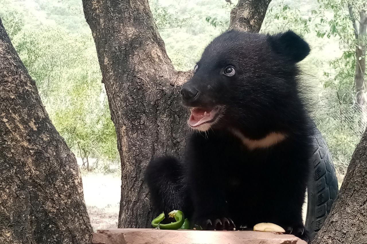 Six-month-old Asian black bear cub name Daboo is seen at the premises of Wildlife Management Board in Islamabad
