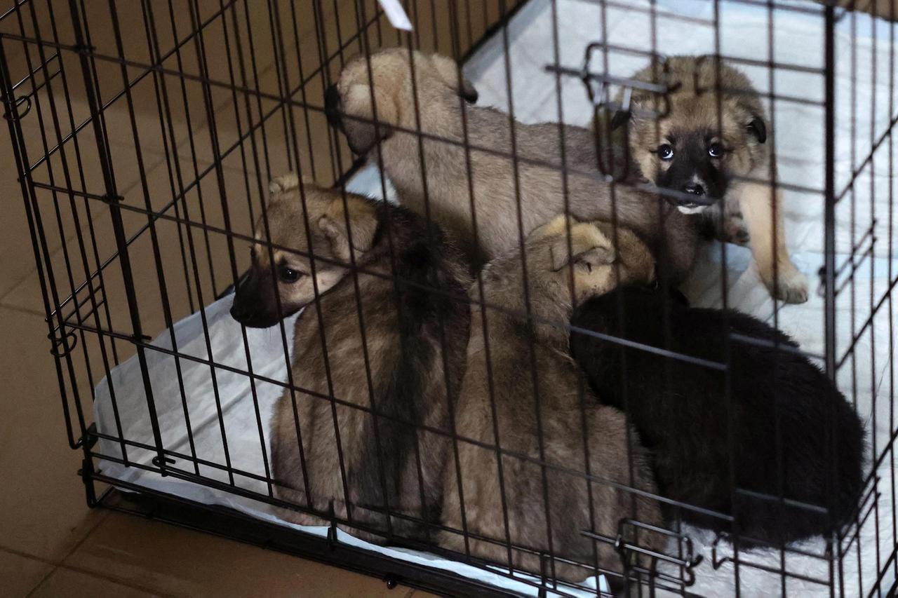 Animals are rescued from Ukraine following the Russian invasion, in Lviv