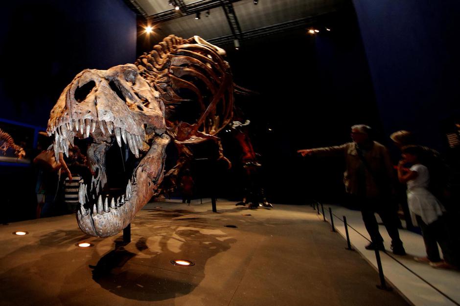 FILE PHOTO: Visitors look at a 67 million year-old skeleton of a Tyrannosaurus Rex dinosaur, named Trix, during the first day of the exhibition "A T-Rex in Paris" at the  French National Museum of Natural History in Paris