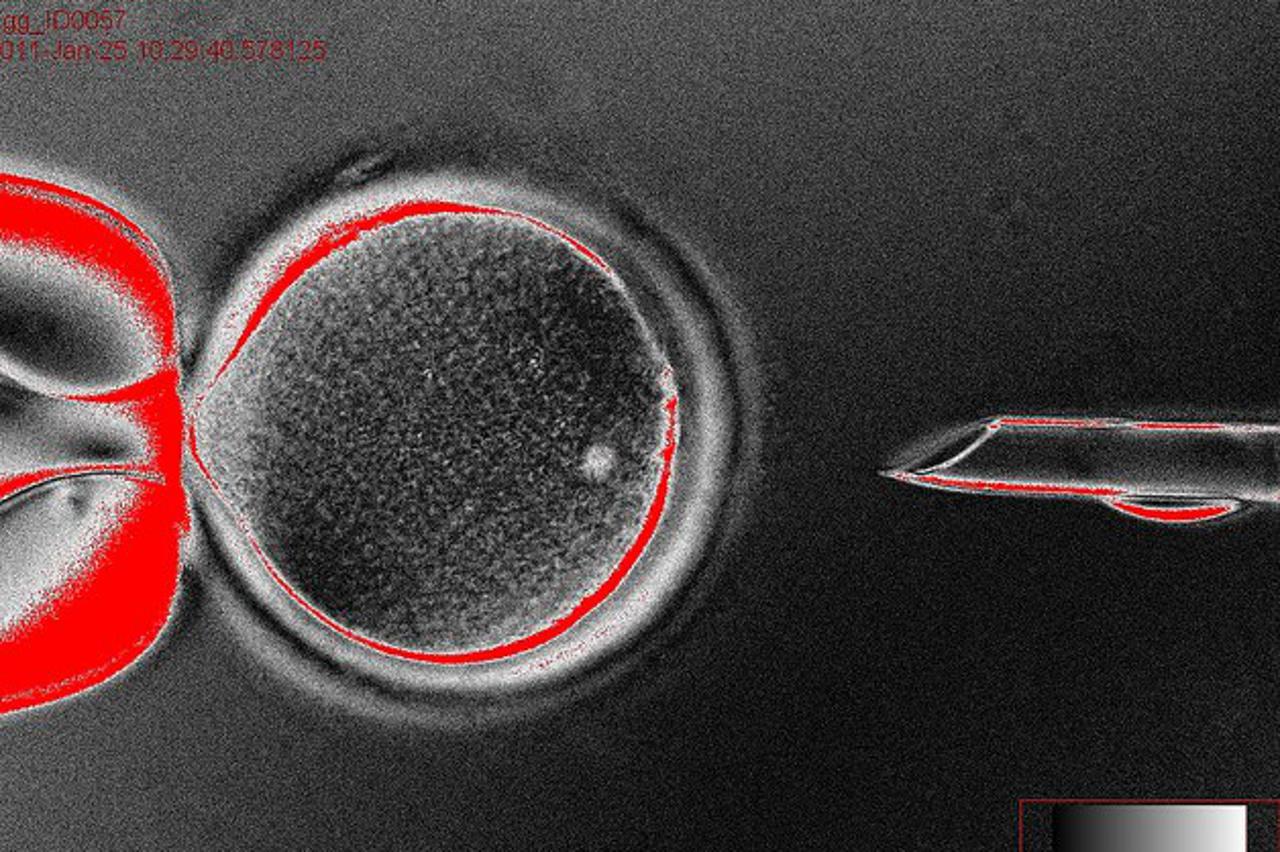 embrij, kloniranje (1)