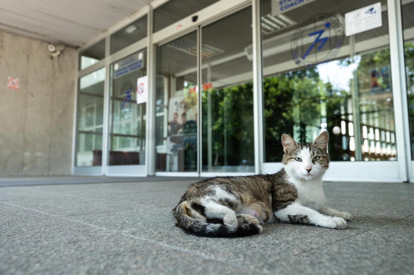Mačak ispred Kinezološkog fakulteta  danonoćno iščekuje domara koji je preminuo