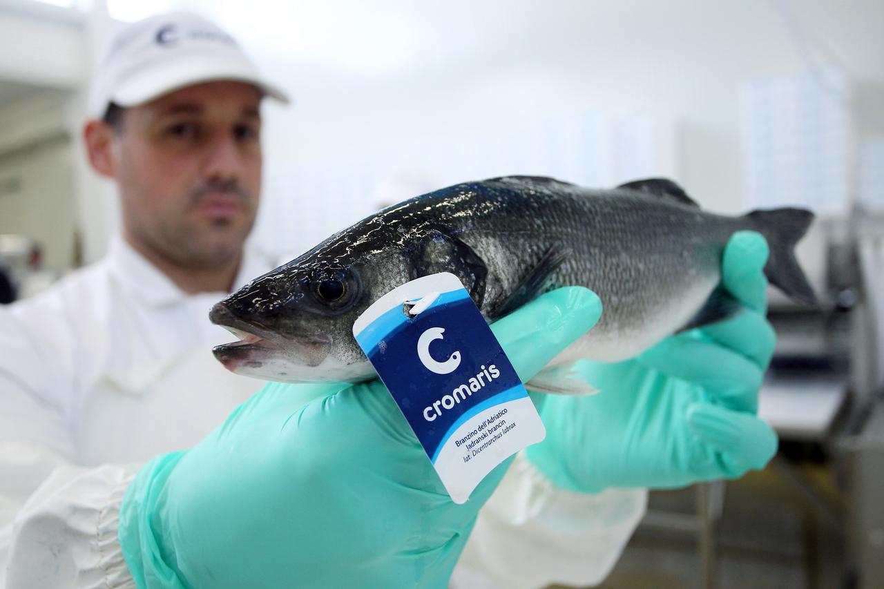 16.10.2013., Zadar - Cromaris je tvrtka koja se bavi uzgojom, preradom i prodajom autohtone Jadranske ribe i ostalih morskih proizvoda. Pogon prerade ribe. Sortiranje i spremanje ribe nakon sto je riba dovezena sa uzgajalista. Ceduljica kvalitete Cromaris