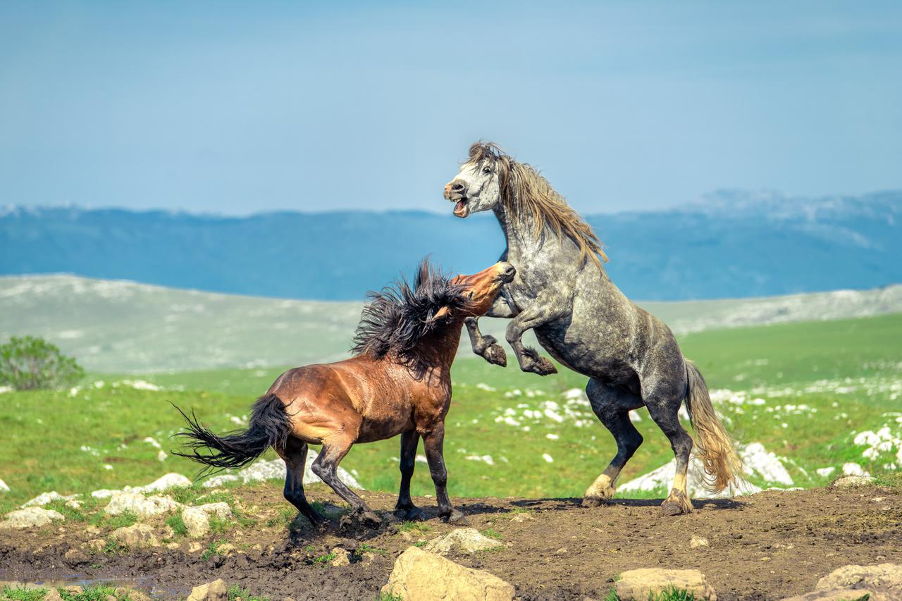 Divlji konji na Dinaridima