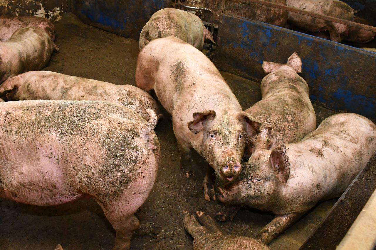 Donja Vrba: Uzgoj svinja u tovilištu