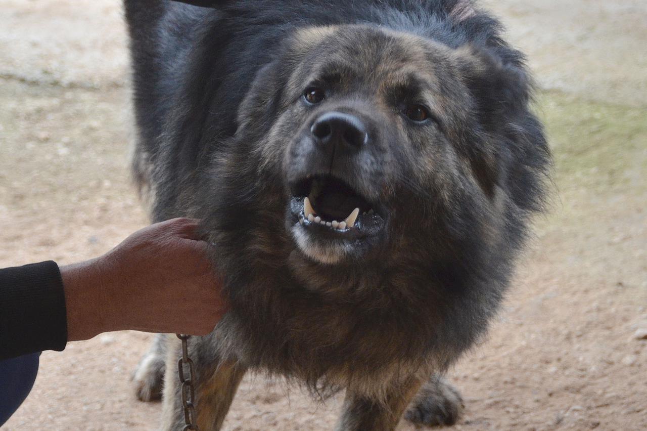03.02.2015., Peroj - Medo je jedini pas u Hrvatskoj koji je dobio sudsku zabranu zbog koje ne smije lajati od dvadeset sati do osam ujutro. Ako Medo zalaje, i to samo jednom, njegovi vlasnici morat ce platiti 20 tisuca kuna, zbog cega je Medo tijekom noci