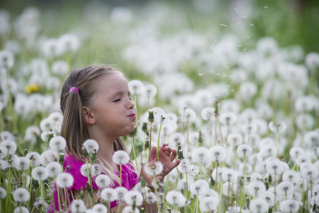 A little girl sits on a field with dandelion clocks in Sieversdorf, Germany, 12 May 2011. Photo: Patrick Pleul/DPA/PIXSELL