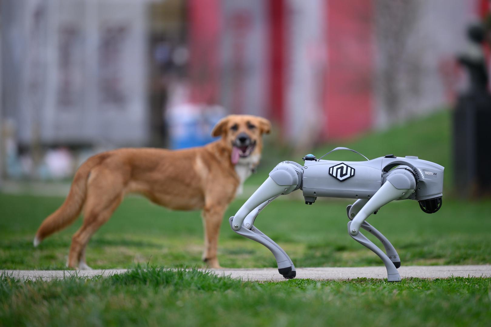 Nova inovacija iz područja robotike dolazi iz velikogoričke tvrtke Notum Robotics. Riječ je o fascinantnom robotskom psu koji je napravljen kako bi revolucionirao različite industrije i sektore. Iako nije unikatni proizvod već komercijalni, njegova jedinstvenost leži u programiranju i načinu na koji se koristi.