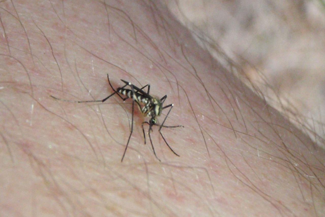 'bih...ljubuski...28.05.2009...tigrasti komarac se pojavio na podrucju ljubuskog...Photo: Zoran Grizelj/Vecernji list'