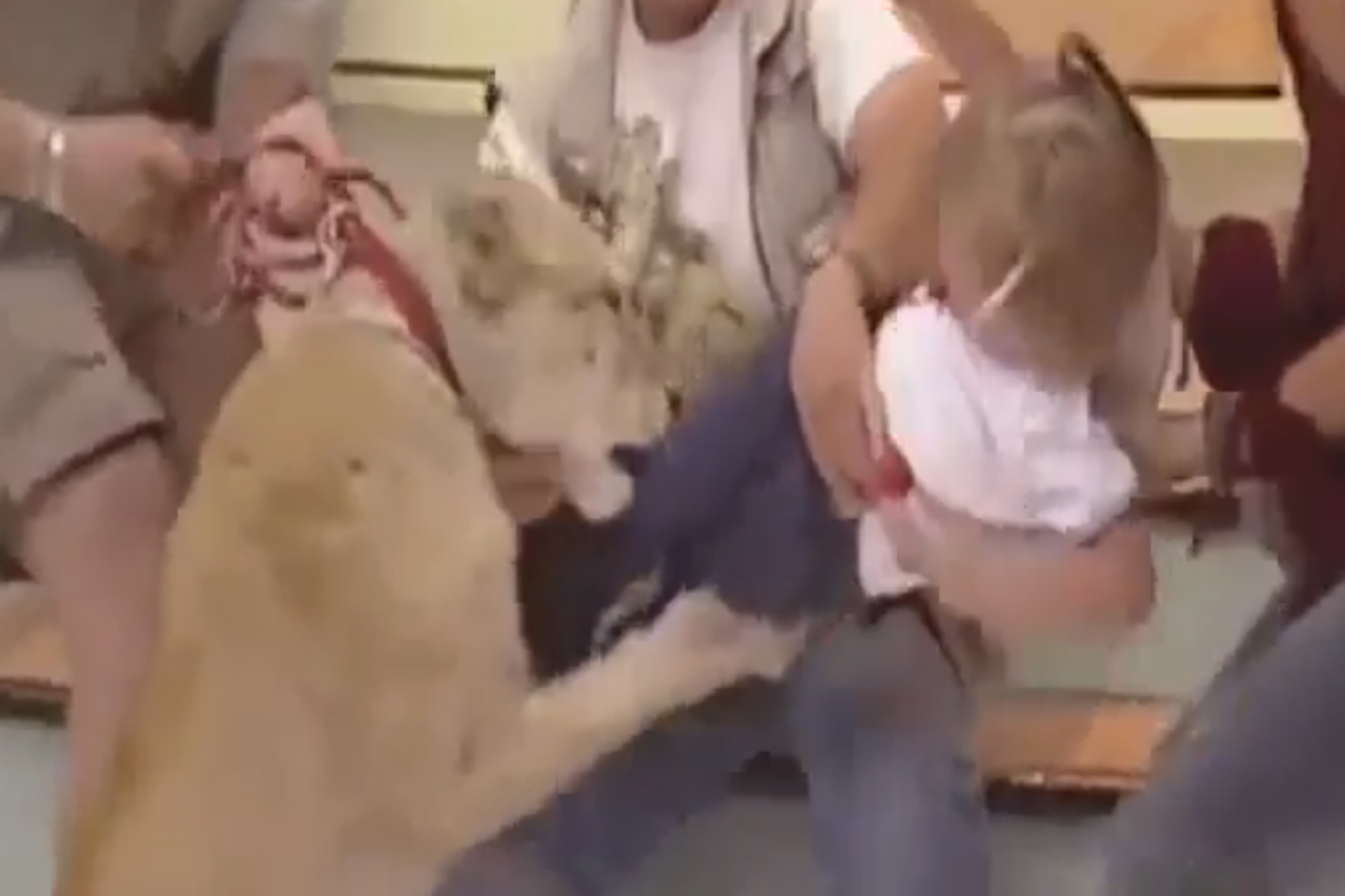 Lav napao dijete u emisiji uživo