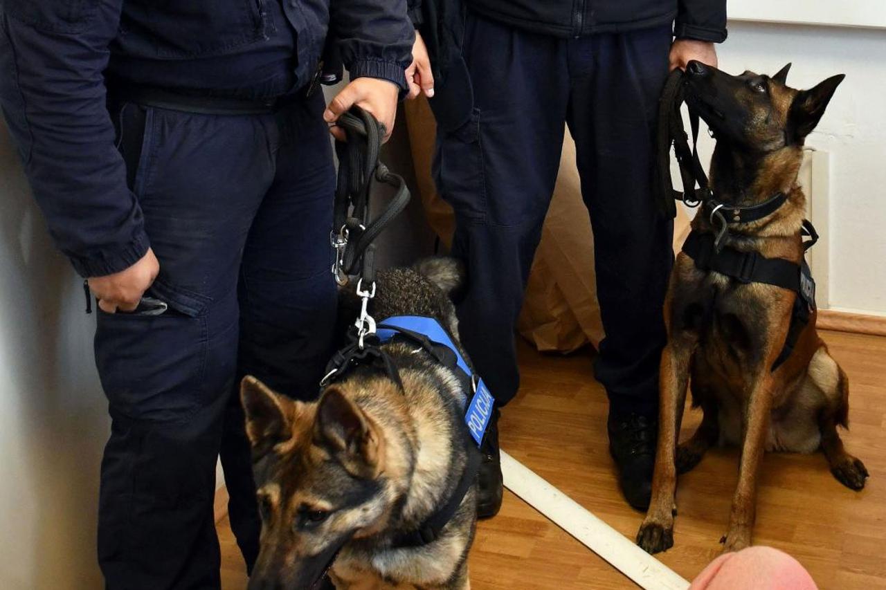 Policijski psi Nera i Jack zaslužni za zapljenu gotovo 30 kg raznih droga