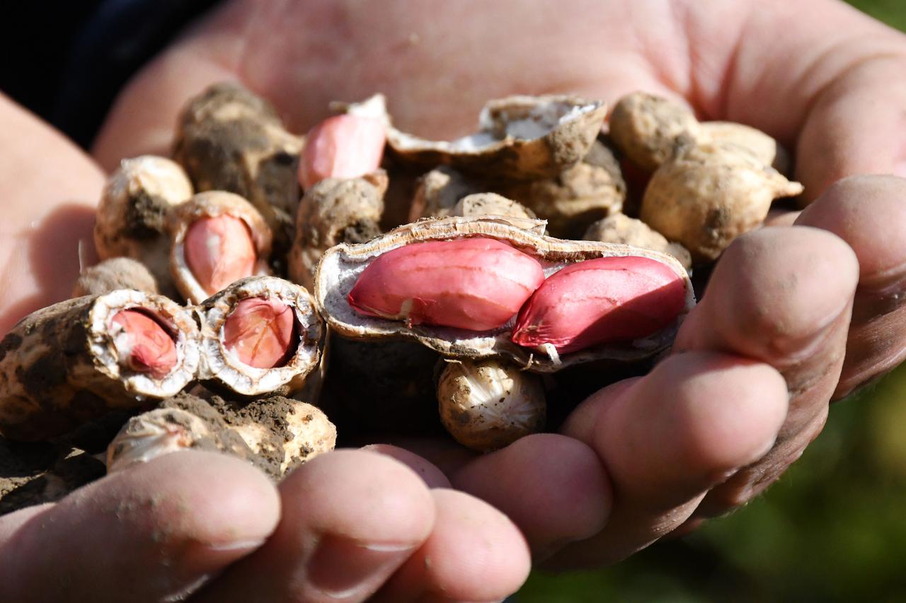 Mladi poljoprivrednik Filip Prša bavi se uzgojem kikirikija