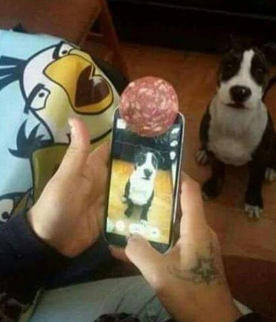 Pametni vlasnik psa dosjetio se kako da 'okine' dobru fotografiju na kojoj je ljubimac fokusiran – na kameru je postavio salamu u koju je pas ukočeno gledao, a fotografija je ispala onako kako je vlasnik htio.