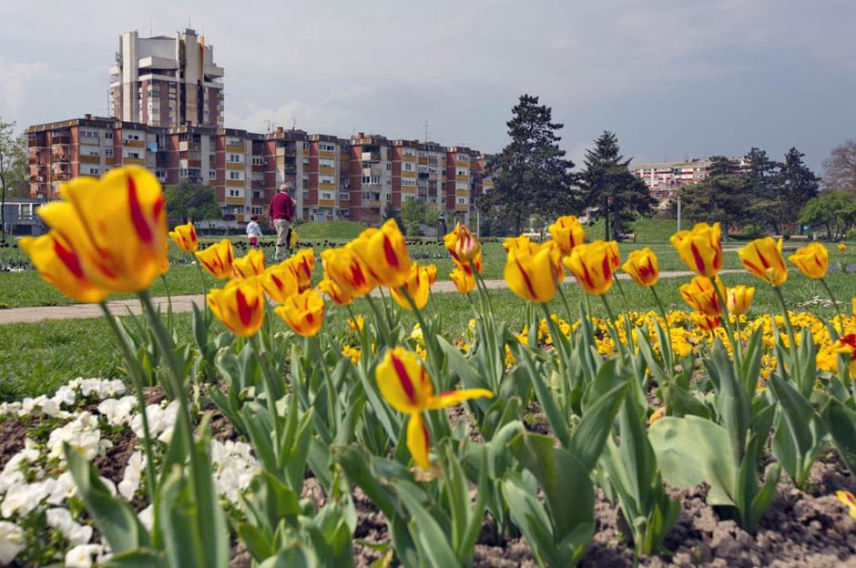 Cvijeće Velika Gorica