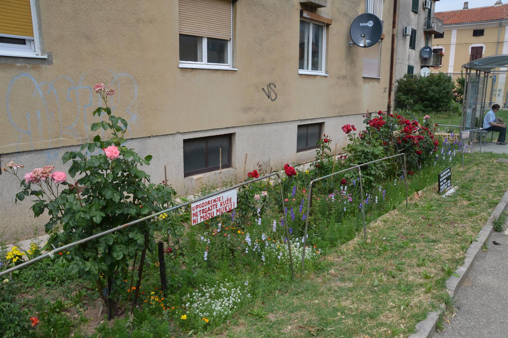 Stalno čupanje cvijeća i gaženje istog razljutilo je jednog od stanara ulice Joakima Rakovca u Puli.